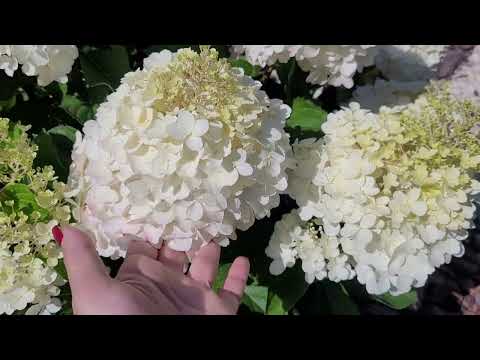 Видео: Метельчатая гортензия Forever and ever White Red