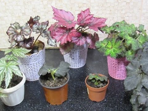 Видео: СЕКРЕТЫ РАЗМНОЖЕНИЯ  ДЕКОРАТИВНОЛИСТВЕННОЙ БЕГОНИИ.