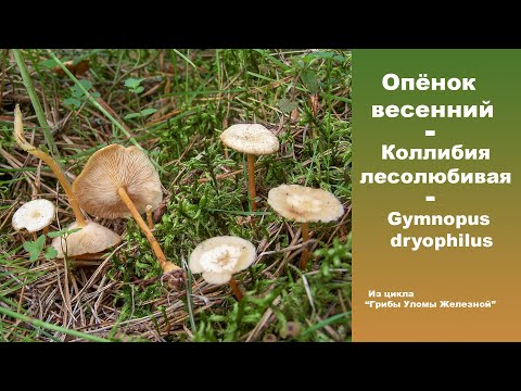 Видео: Опёнок весенний - Коллибия лесолюбивая -  Collybia dryophilla