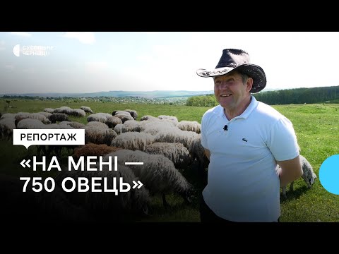 Видео: Чому вівчарство зникає та чи багато за це заробиш — історія буковинця, який тримає отару за все село