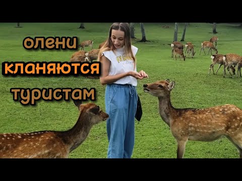 Видео: Нара - город где живут Олени | Ручные Олени в Японии