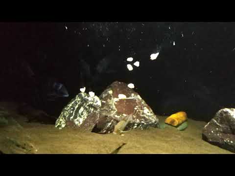 Видео: Кормление фронтоз