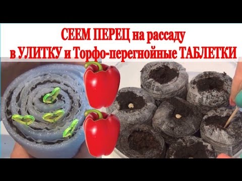 Видео: СЕЕМ ПЕРЦЫ на рассаду: в УЛИТКУ и в Торфо Перегнойные ТАБЛЕТКИ. ДВА СПОСОБА посева
