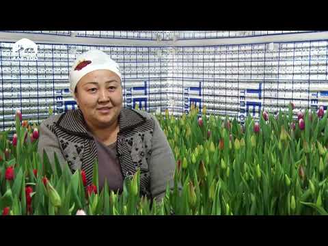 Видео: Жоогазын гүлүн өстүрүп, киреше тапкан айым | Баткен | Өнүгүүгө карай