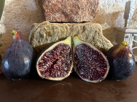 Видео: Ficus carica. Figs. Инжир. Дегустация  Galicia Negra, White Madeira,  Gros Rouge de Rochemenier
