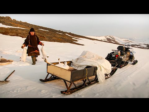Видео: Охота на зайцев по-ненецки | С полем!