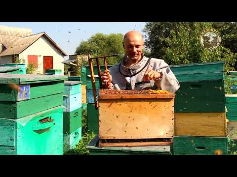Видео: Состояние пасеки 1 августа. Плодные матки. Цена плодных маток за сезон