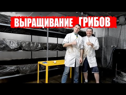 Видео: Выращивание шампиньонов, рециркуляция, компост, покровный грунт, бизнес в гараже