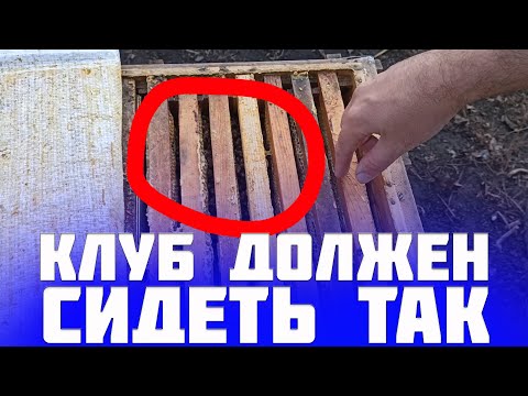 Видео: Расположение пчелиного клуба в начале зимовки. Как пчелы будут перемещаться зимой по рамках