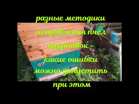 Видео: отрутневела семья пчел на пасеке, методики исправления трутовок и ошибки при исправлении трутовок