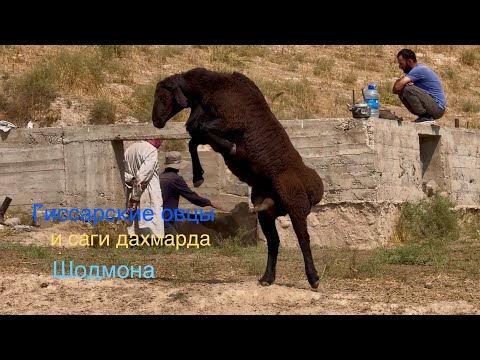 Видео: Гиссарские овцы и саги дахмарда Шодмона