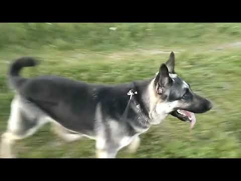 Видео: Начинаем изучать "комплекс". Первая связка "стоять- лежать"