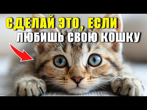 Видео: СДЕЛАЙ ЭТО. 5 ШАГОВ, чтобы твоя кошка жила долго и без болезней #котики #кошки