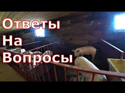 Видео: Ответы на вопросы / Как оформлен / Как сделать справку на мясо / Плюсы и минусы щелевого пола