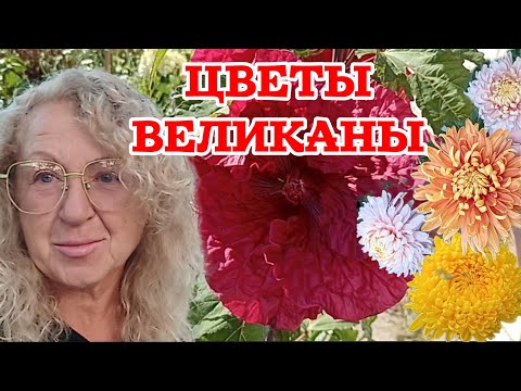 Видео: Посмотрите на эти гигантские бутоны: хризантемы, георгины, гибискус. 