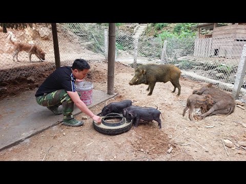 Видео: Постройте прочный амбар. Уход и защита маленьких диких кабанов — Жизнь в одиночестве в горах.