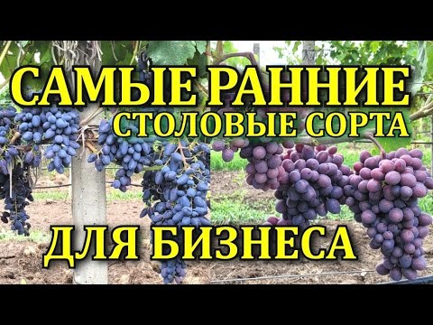 Видео: САМЫЕ РАННИЕ ФИОЛЕТОВЫЕ СОРТА ВИНОГРАДА ДЛЯ БИЗНЕСА