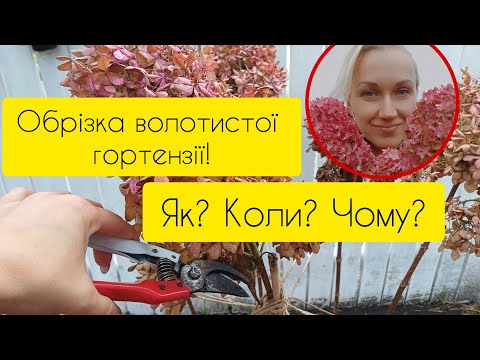 Видео: Як? Коли? Чому? Обрізати волотисту гортензію?