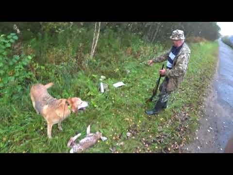 Видео: Охота с Русскими гончими на зайца 25 09 23