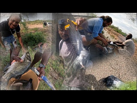 Видео: Охота на дикого голубя в рамках программы «Поймай и приготовь» объединяется с приключениями Шортм...