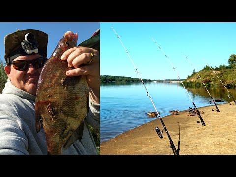 Видео: Донка в деле ,Осень ,Мы с рыбой . Сamping ,fishing,bushcraft,