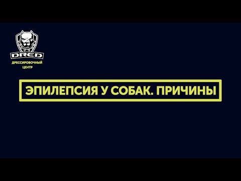 Видео: Эпилепсия у собак, какие причины, симптомы ,лечение.
