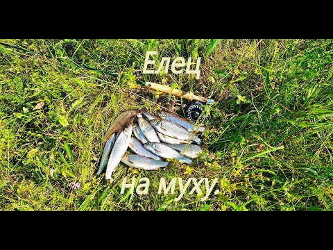 Видео: Елец на муху. Рыбалка нахлыстом как она есть.