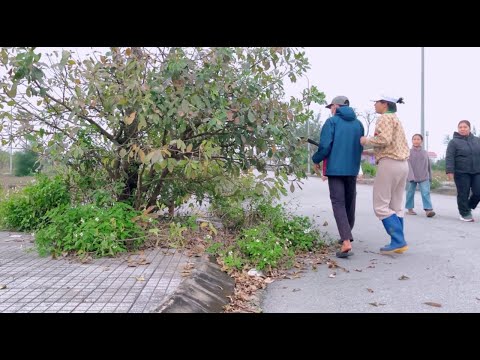 Видео: Почему города мощают тротуары, но при этом разросшиеся деревья блокируют пешеходные дорожки?