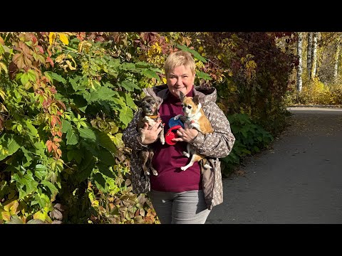 Видео: ОСЕННЕЕ ВИДЕО / КАРТОШКА ПО ФРАНЦУЗСКИ