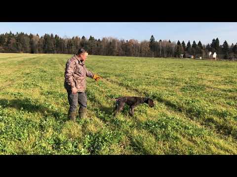 Видео: Первое свидание дратхааров с птицей в поле