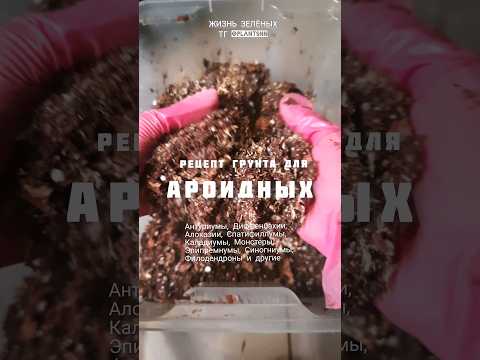 Видео: Какой грунт подойдет Аглаонеме  Алоказии, Диффенбахии,  Монстере и другим Ароидным #грунт #plants