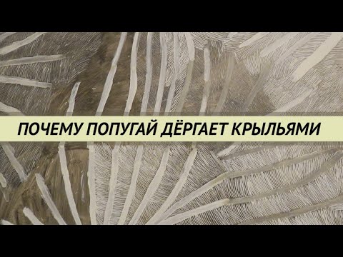 Видео: Попугай дергает или трясёт крыльями что это значит., Признаки болезней попугаев.