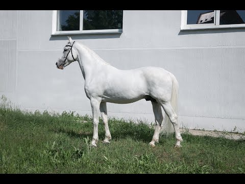 Видео: Ежегодный аукцион лошадей орловской рысистой породы в МКЗ №1