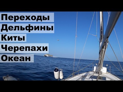 Видео: Переход с Гран Канарии на Тенерифе, дельфины, киты, океан, черепахи | Жизнь на яхте Cupiditas