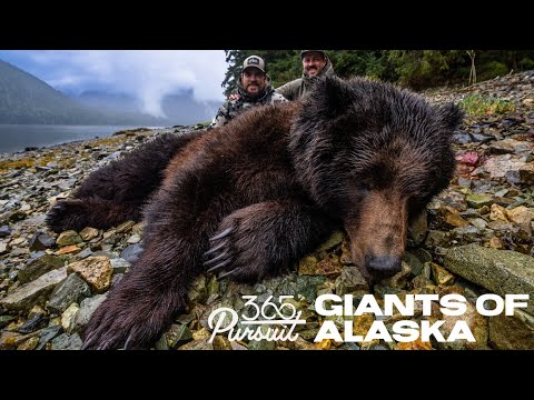 Видео: Два медведя, одна охота – суровые рубежи Аляски