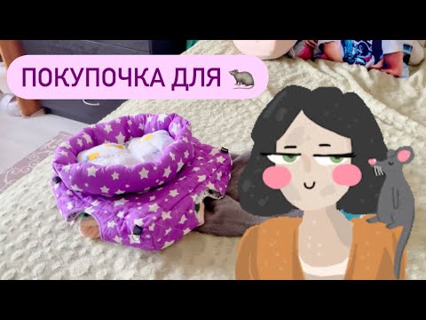 Видео: Покупки для крыс из fix price и не только 🐀