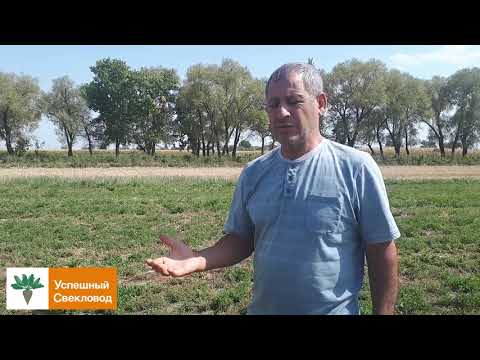 Видео: Свекловичный севооборот, люцерна.