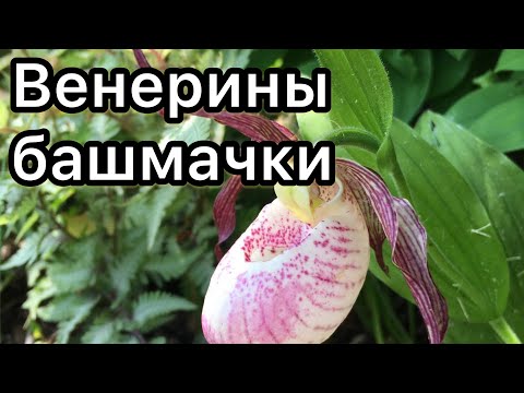 Видео: Венерины башмачки (садовые орхидеи)