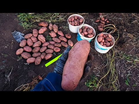 Видео: Сорняк Сарпо Мира приятно удивил урожаем!