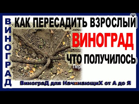 Видео: 🍇 Как пересадить взрослый куст винограда!