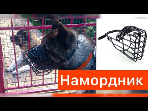 Видео: Намордник.#akitalife #собака #americanakita #акитомания #щенки#намордник#puppylife #животные