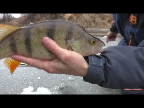 Видео: Первый лёд.Ловля окуня на безмотылку на малой реке. 8 ноября 2021.