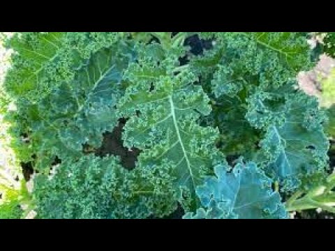 Видео: Самая полезная капуста кейл (кале, тосканская капуста)