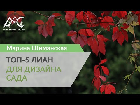 Видео: ТОП-5 лиан для дизайна сада