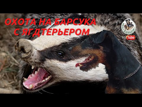 Видео: Охота на барсука/ Охота с ягдтерьером.Fox Hunt with Jagdterrier