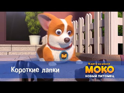 Видео: Корги по имени Моко. Новый питомец - Серия 21.Короткие лапки - Премьера мультфильма