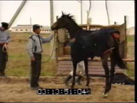 Видео: Один день из жизни Чернышков