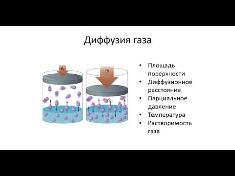 Видео: Газообмен в легких и в тканях.