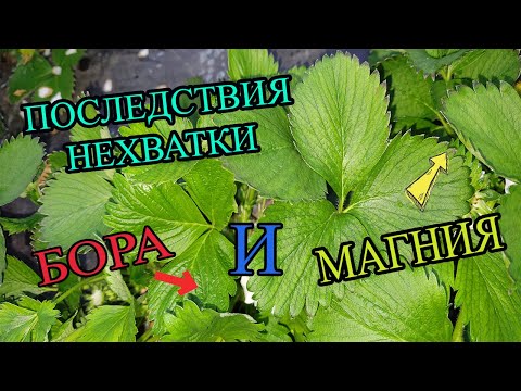 Видео: Последствия нехватки БОРА и МАГНИЯ. Как это исправить?!