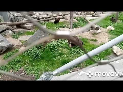 Видео: Московский зоопарк 1 часть